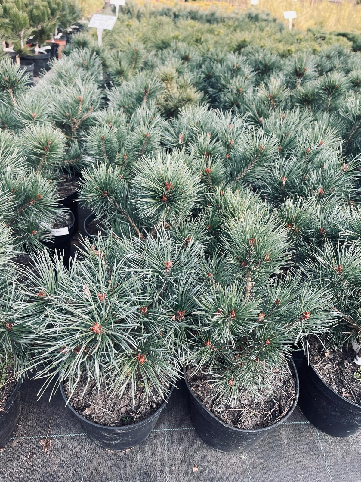 plant015 - Szkółka Ula Milczanowska